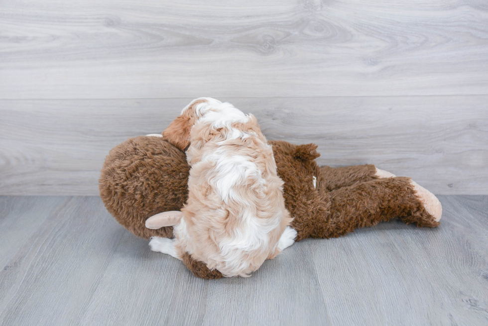 Akc Registered Cavalier King Charles Spaniel Baby