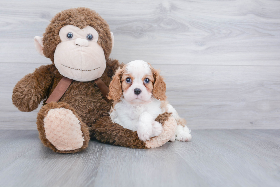 Small Cavalier King Charles Spaniel Purebred Pup