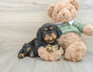 6 week old Cavalier King Charles Spaniel Puppy For Sale - Premier Pups