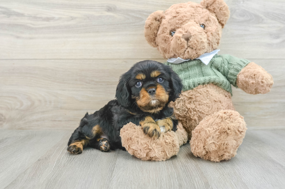 6 week old Cavalier King Charles Spaniel Puppy For Sale - Premier Pups