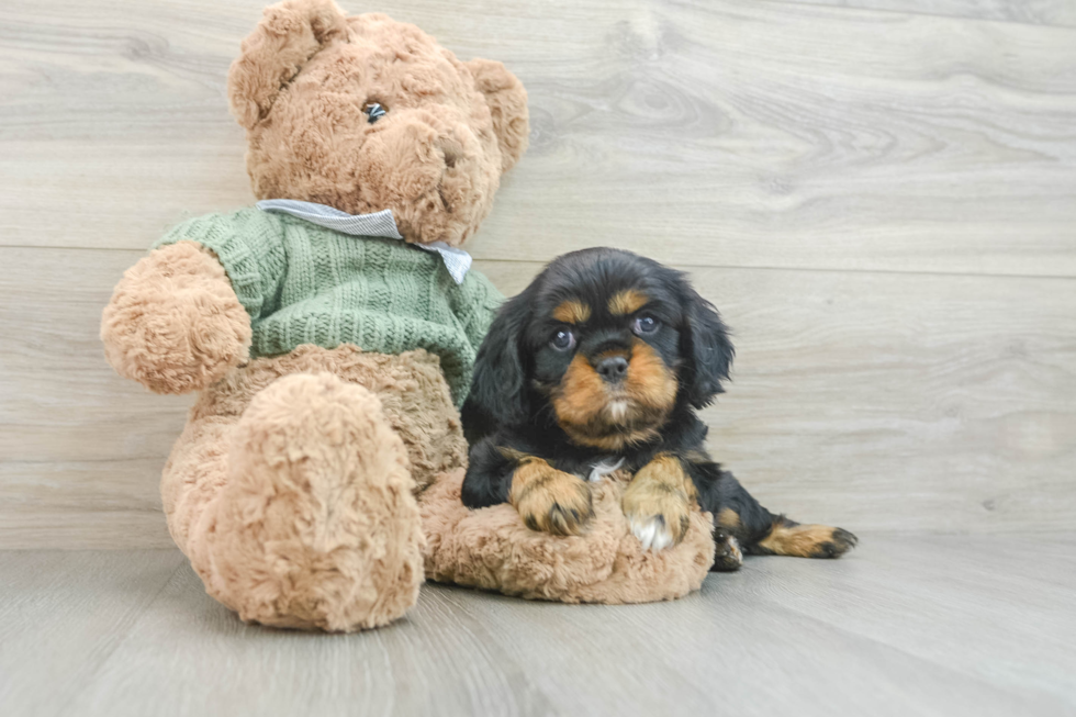 Energetic Cavalier Purebred Puppy