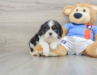 5 week old Cavalier King Charles Spaniel Puppy For Sale - Premier Pups