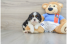 Best Cavalier King Charles Spaniel Baby