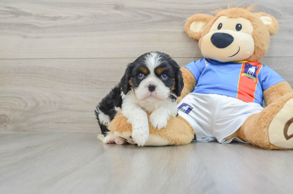 6 week old Cavalier King Charles Spaniel Puppy For Sale - Premier Pups