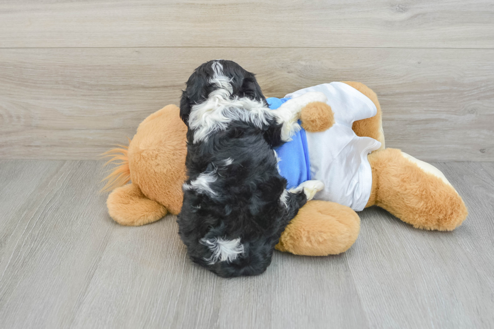 Friendly Cavalier King Charles Spaniel Baby