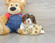 7 week old Cavalier King Charles Spaniel Puppy For Sale - Premier Pups