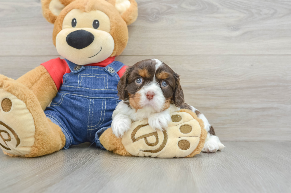 7 week old Cavalier King Charles Spaniel Puppy For Sale - Premier Pups