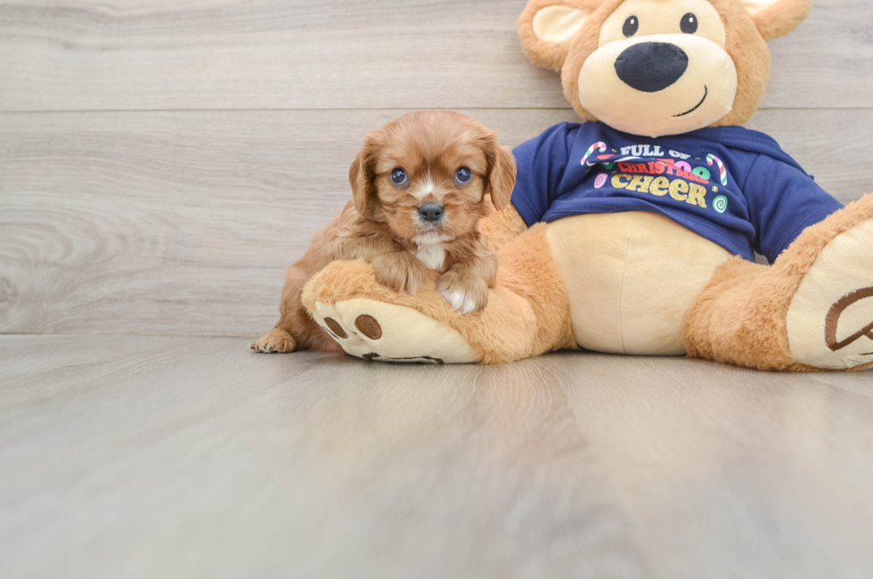 5 week old Cavalier King Charles Spaniel Puppy For Sale - Premier Pups