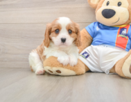 6 week old Cavalier King Charles Spaniel Puppy For Sale - Premier Pups