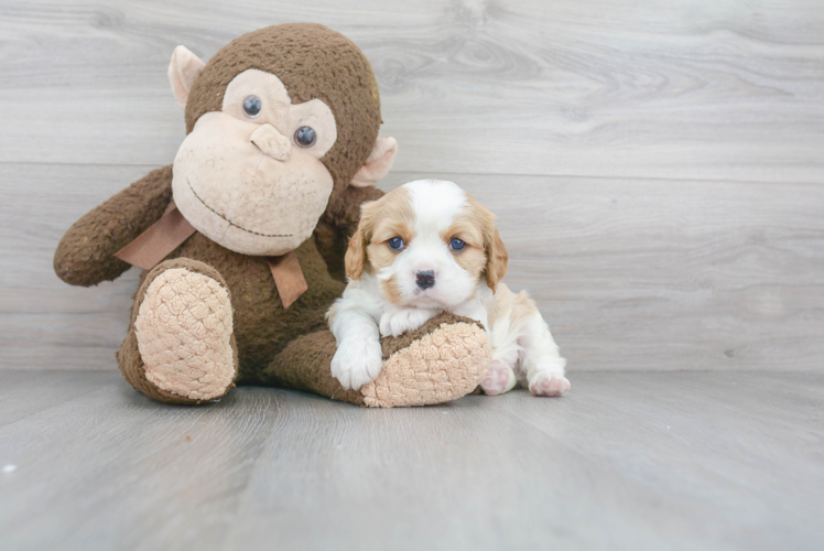 Funny Cavalier King Charles Spaniel Baby