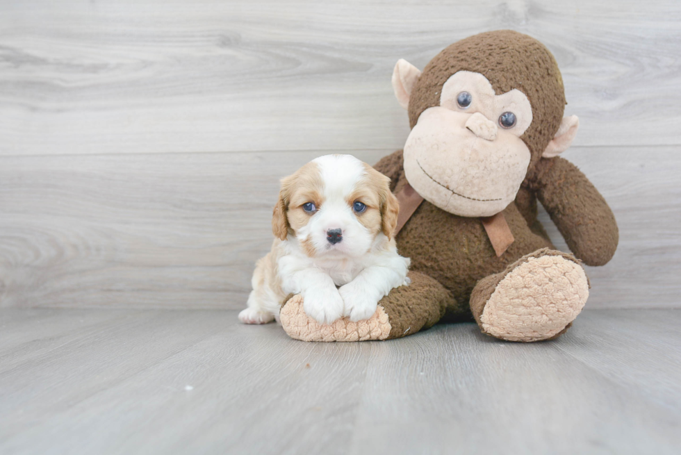 Cavalier King Charles Spaniel Puppy for Adoption