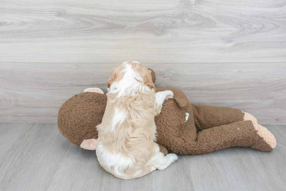 Cavalier King Charles Spaniel Pup Being Cute