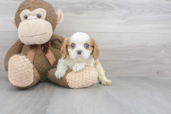 Hypoallergenic Cavalier King Charles Spaniel Baby