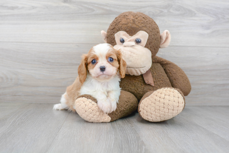 Cavalier King Charles Spaniel Puppy for Adoption