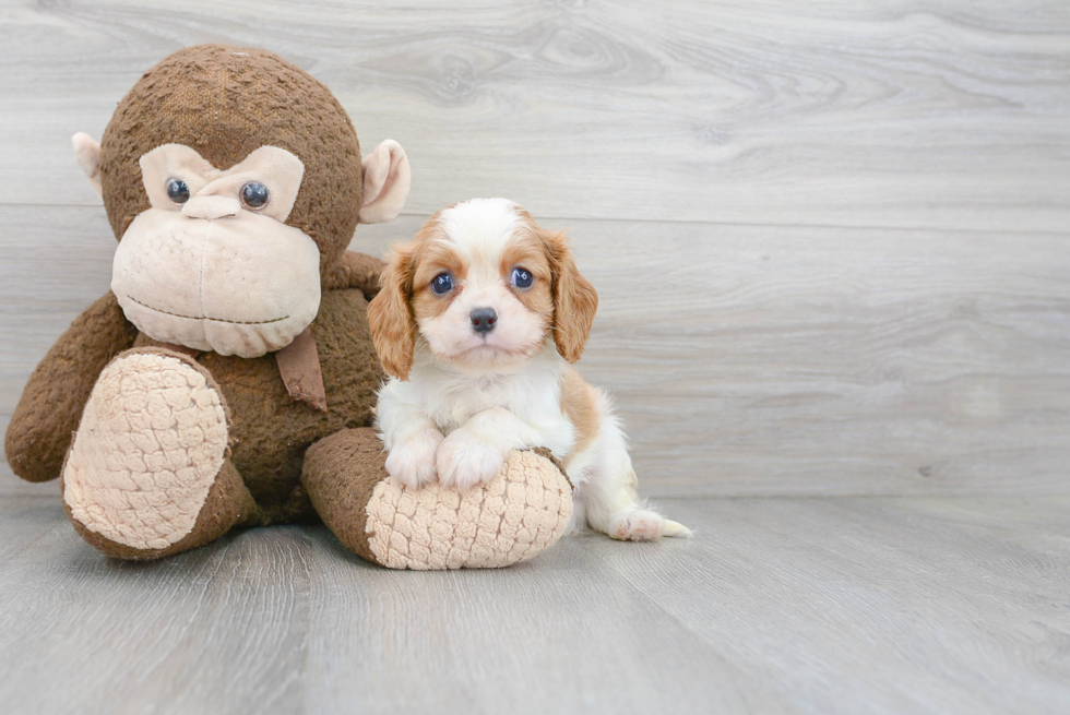 Popular Cavalier King Charles Spaniel Baby