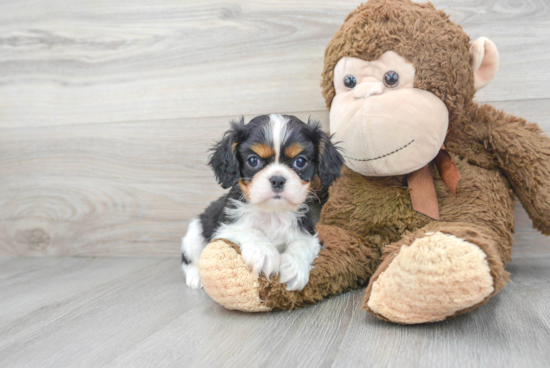 Cute Cavalier King Charles Spaniel Purebred Puppy