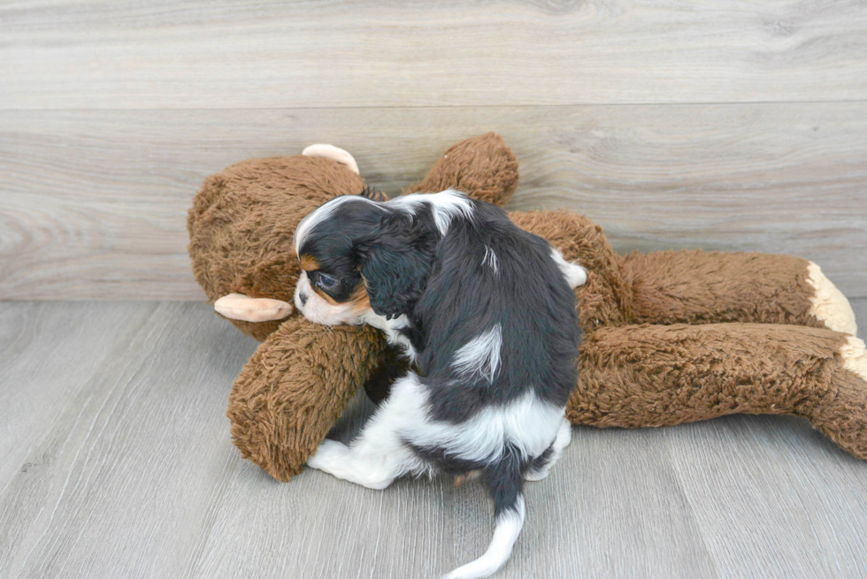 Playful Cavalier King Charles Spaniel Purebred Pup