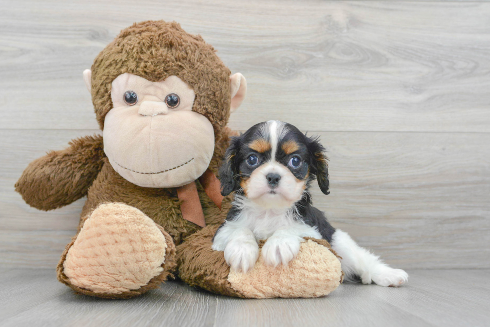 Best Cavalier King Charles Spaniel Baby