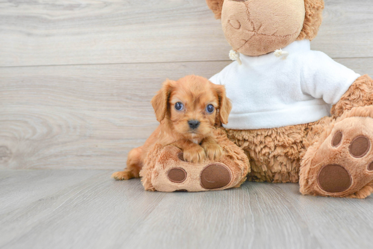 Cavalier King Charles Spaniel Pup Being Cute