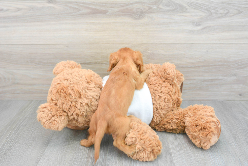 Cavalier King Charles Spaniel Pup Being Cute