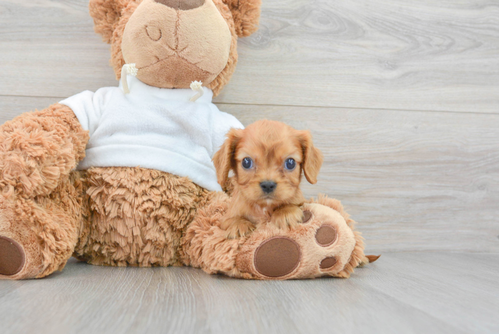 Best Cavalier King Charles Spaniel Baby