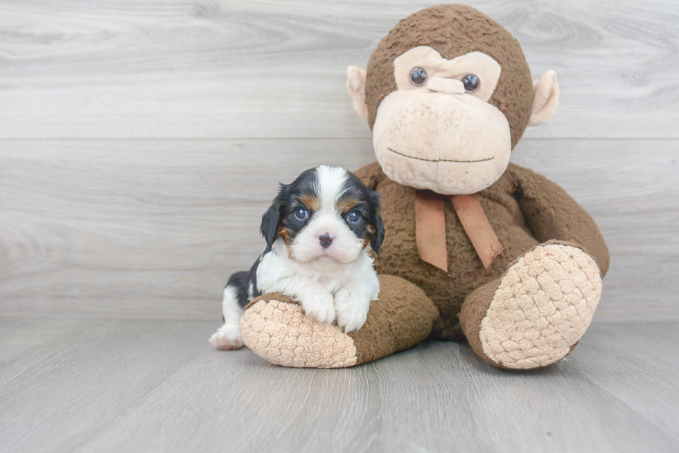 Best Cavalier King Charles Spaniel Baby