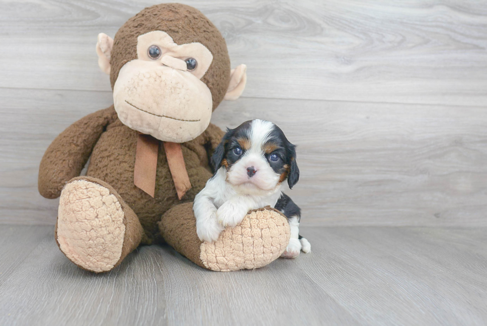 Akc Registered Cavalier King Charles Spaniel Purebred Pup