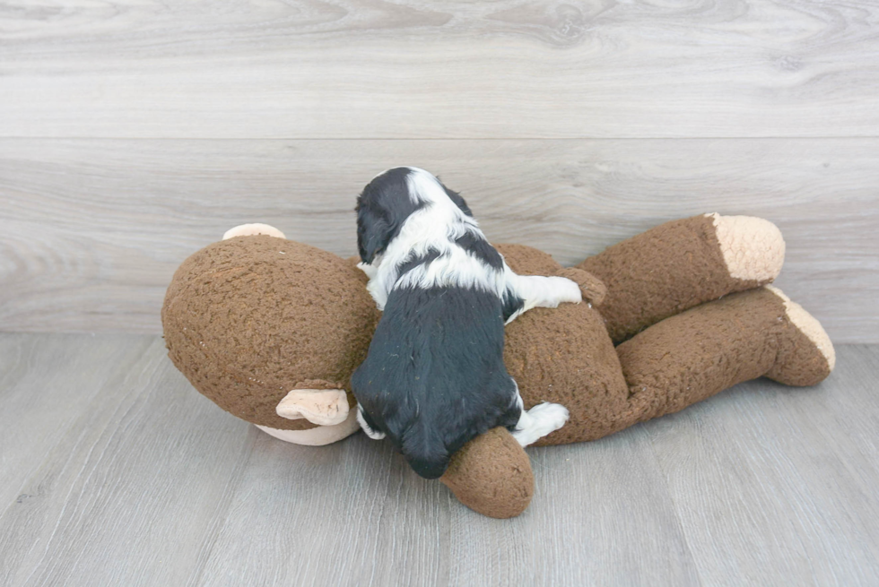 Cavalier King Charles Spaniel Puppy for Adoption