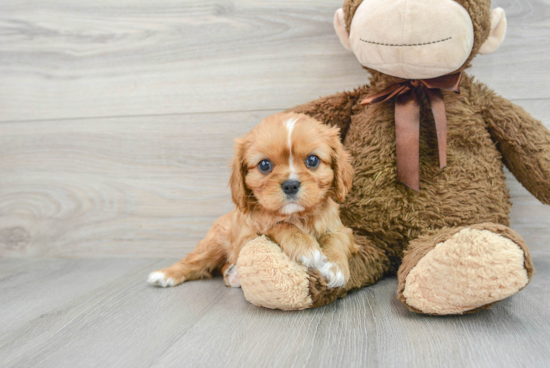 Smart Cavalier King Charles Spaniel Purebred Puppy