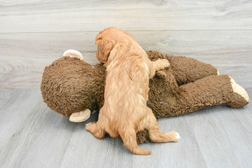 Cavalier King Charles Spaniel Pup Being Cute