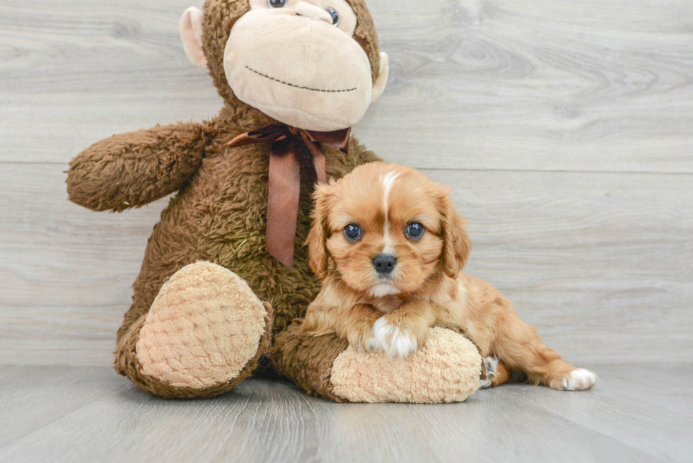 Smart Cavalier King Charles Spaniel Purebred Puppy