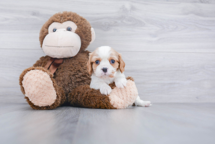 Funny Cavalier King Charles Spaniel Baby