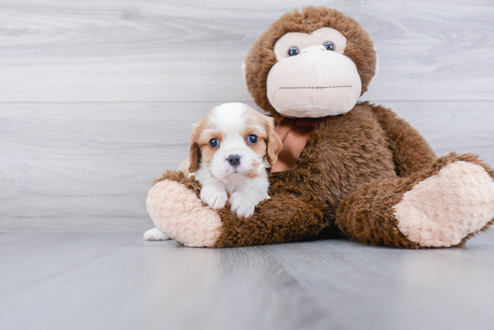 Cavalier King Charles Spaniel Puppy for Adoption