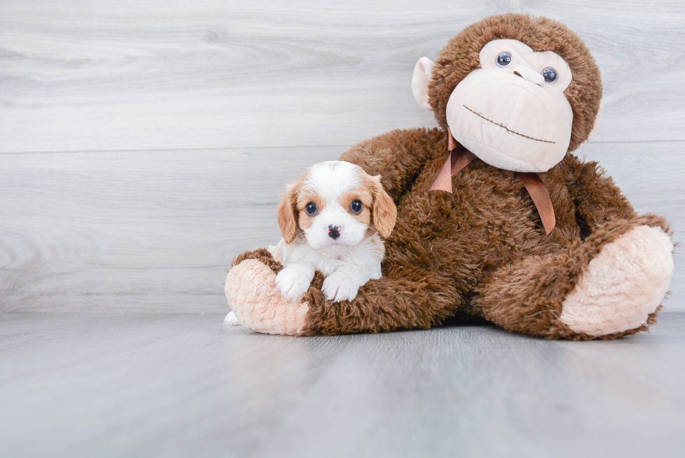 Cavalier King Charles Spaniel Pup Being Cute