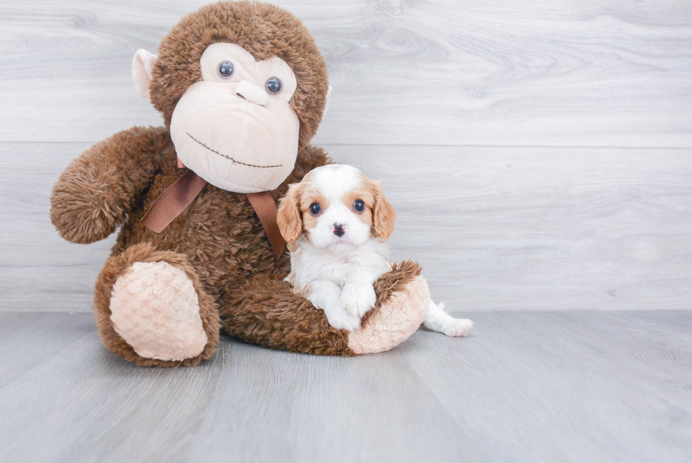 Best Cavalier King Charles Spaniel Baby