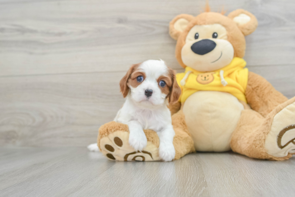 Energetic Cavalier Purebred Puppy