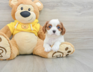 7 week old Cavalier King Charles Spaniel Puppy For Sale - Premier Pups