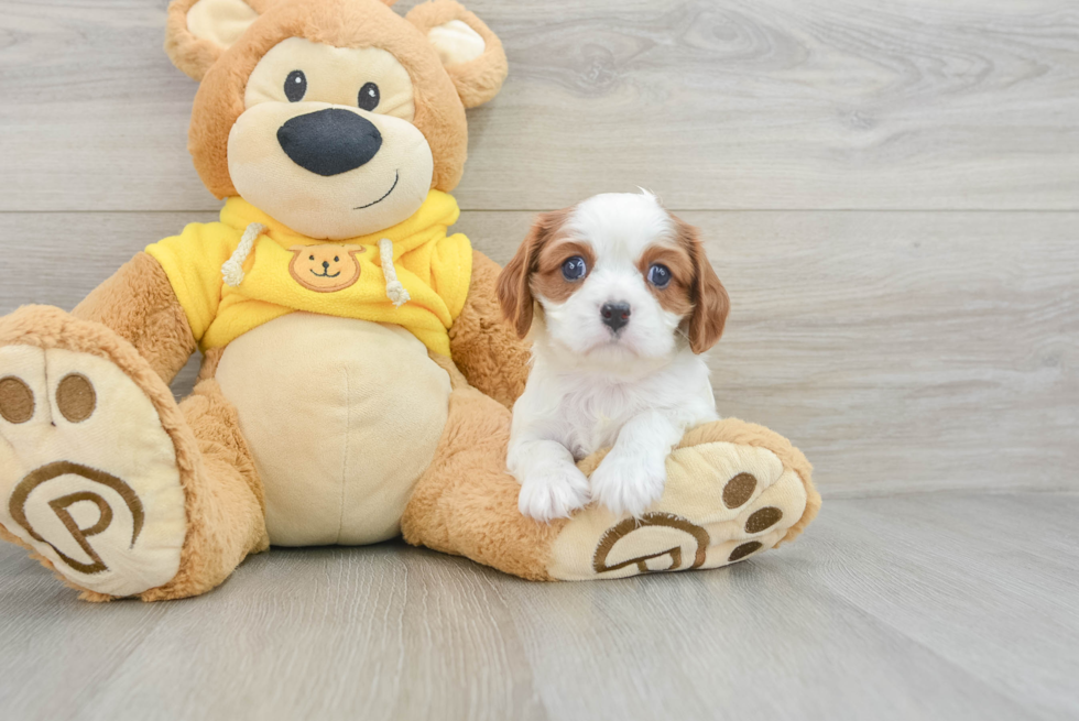 Cute Cavalier Purebred Puppy