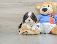 5 week old Cavalier King Charles Spaniel Puppy For Sale - Premier Pups