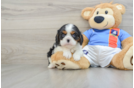 Hypoallergenic Cavalier King Charles Spaniel Purebred Pup