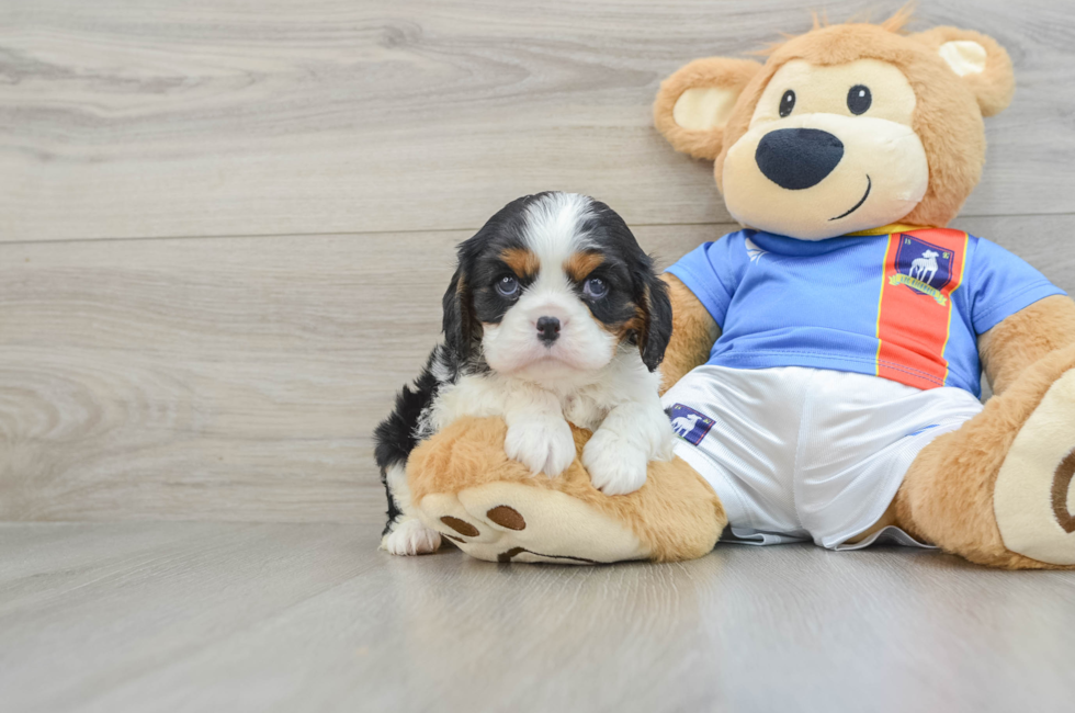 6 week old Cavalier King Charles Spaniel Puppy For Sale - Premier Pups