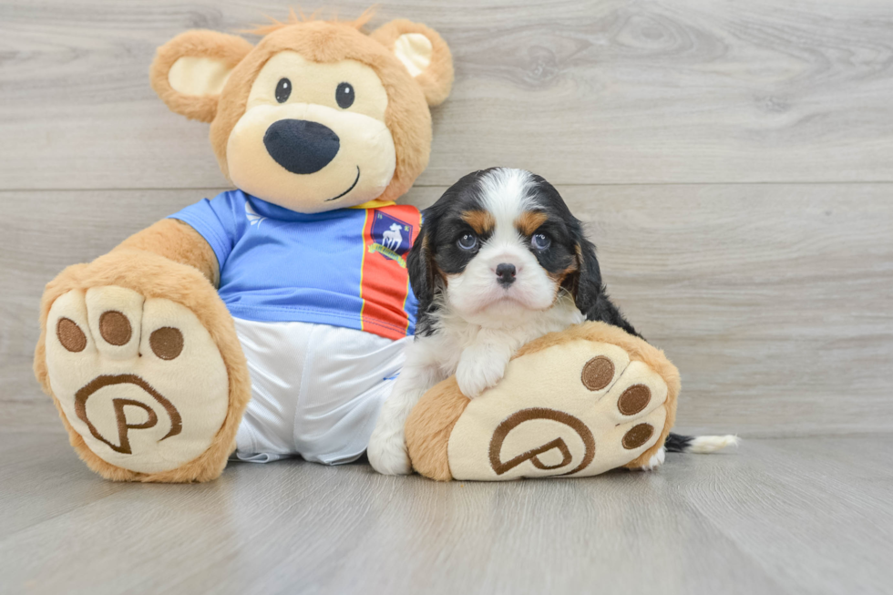 Little Cavalier King Charles Spaniel Baby