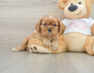 5 week old Cavalier King Charles Spaniel Puppy For Sale - Premier Pups
