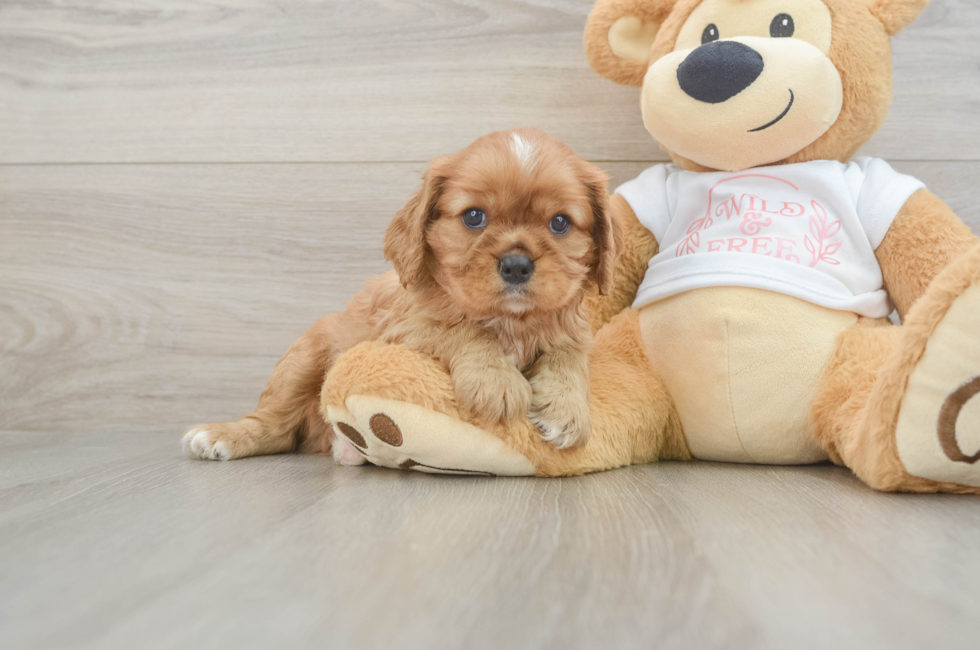 5 week old Cavalier King Charles Spaniel Puppy For Sale - Premier Pups