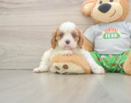 5 week old Cavalier King Charles Spaniel Puppy For Sale - Premier Pups