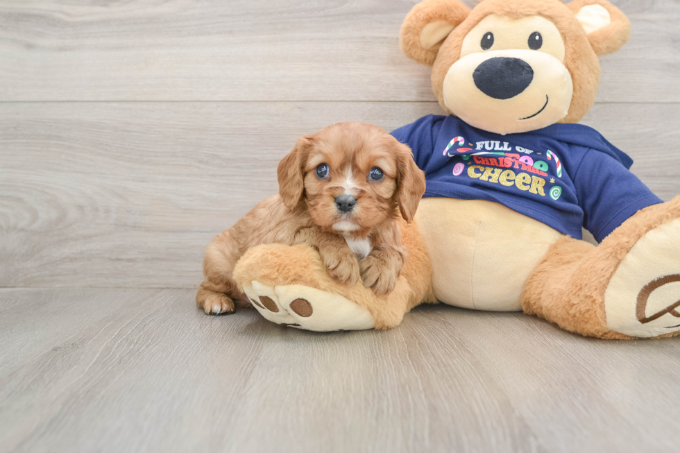 Best Cavalier King Charles Spaniel Baby