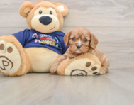 5 week old Cavalier King Charles Spaniel Puppy For Sale - Premier Pups