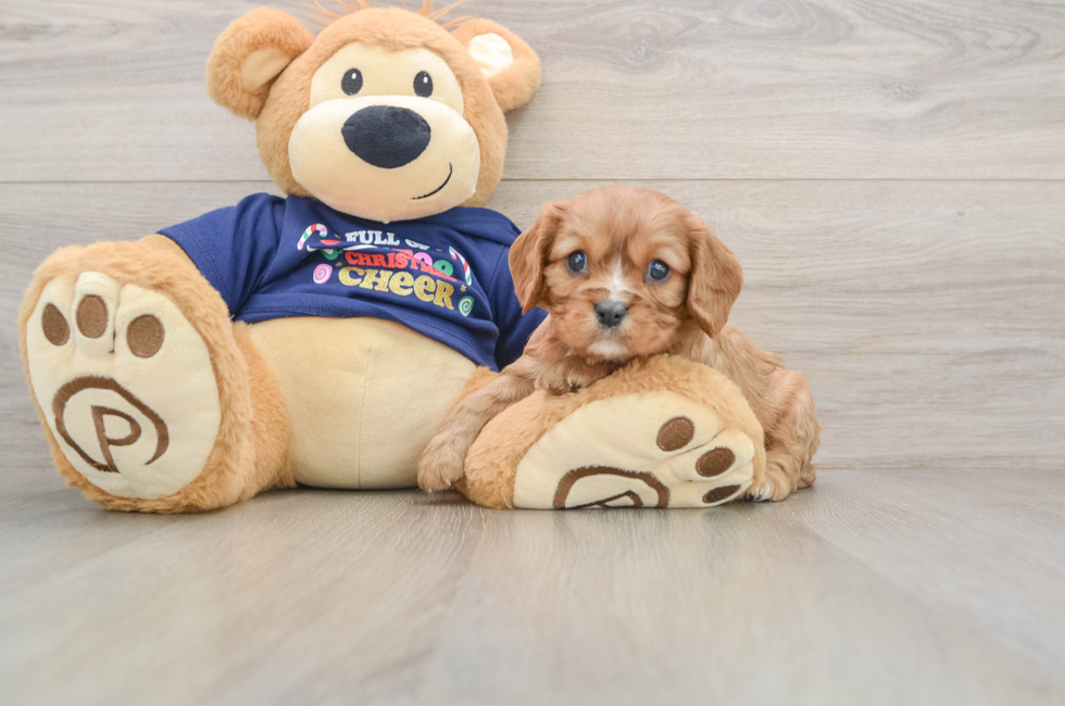 5 week old Cavalier King Charles Spaniel Puppy For Sale - Premier Pups