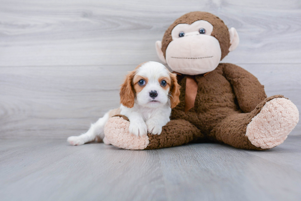 Cavalier King Charles Spaniel Pup Being Cute