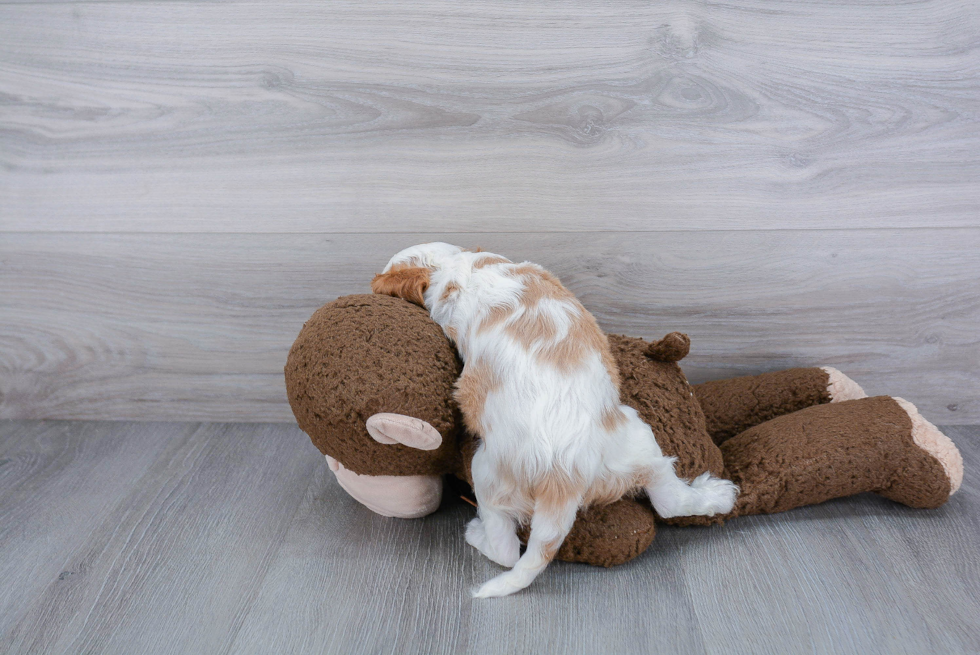 Cavalier King Charles Spaniel Pup Being Cute